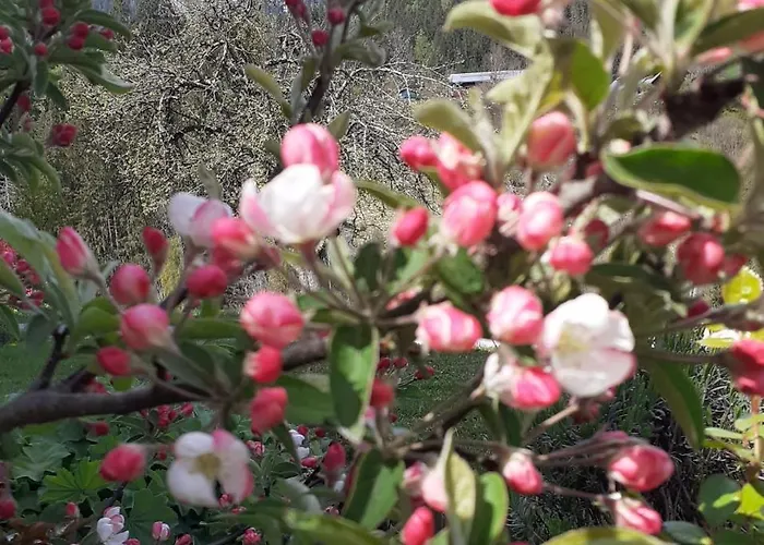 Affittacamere Trillerhof Ramsau am Dachstein
